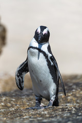 Naklejka premium Pingouin du Cap (Boulders Beach, Simons town, Afrique du Sud)