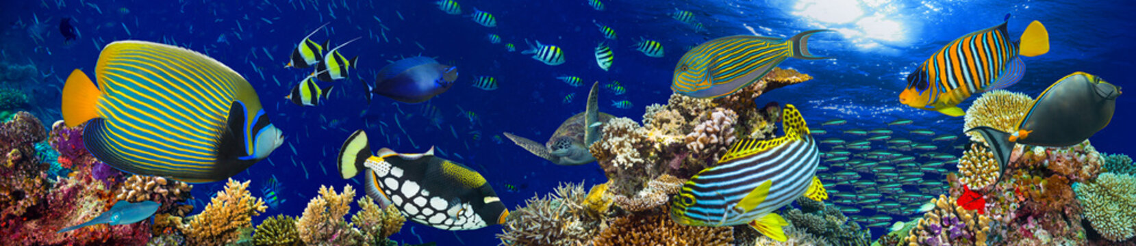 Fototapeta colorful wide underwater coral reef panorama banner background with many fishes turtle and marine life