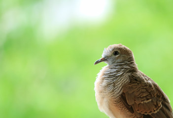 Adorable Young Wild Zebra Dove Relaxing in the Sunlight, with Free Space for Text or Design 