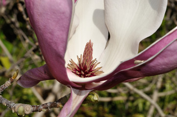 jugando a ser orquidea