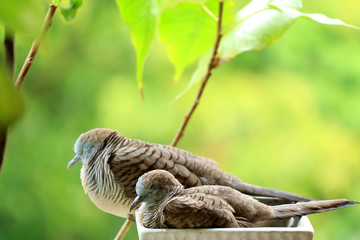 Mother Wild Zebra Dove and Her Child Napping  Side by Side on a Planter at Balcony Garden 
