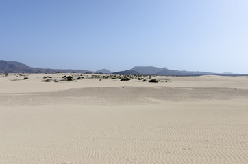 Fototapeta na wymiar Sand dune in the Natural-park, Corralejo , Fuerteventura, Canary Islands, Spain