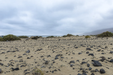 Fototapeta na wymiar Plants and sand on Cofete beach, Fuerteventura, Canary Islands, Spain.