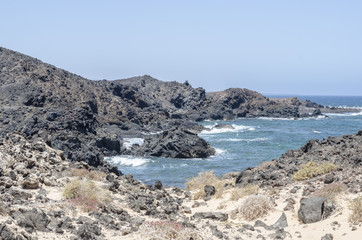 Fototapeta na wymiar Flora of Lobos Island in Canary Islands, Spain