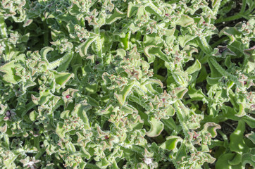 Fototapeta premium Green plant in Fuerteventura, Canary Islands, Spain.
