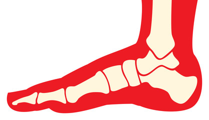 human foot anatomy (skeleton, bones) 