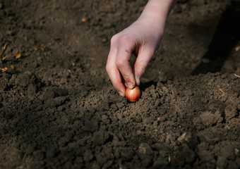  hand planting a bulb in a black dug up the ground in the garden