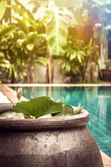 Swimming pool area with decoration bowl with water lily among lush tropical garden with sunshine at private luxury tropical villa backyard