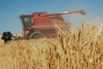 Obraz premium Harvest
