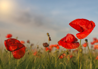 Obraz premium Roślina, Na zewnątrz, Mak, Natura, Czerwony, Kwiat, Pole, Lato, Łąka, Piękno natury, Niebo, Na zewnątrz, Wiosna, Scena wiejska, Trawa, Krajobraz, Kolor zielony, Dzień, Sezon, Światło słoneczne,