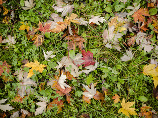 Autumn color leaves