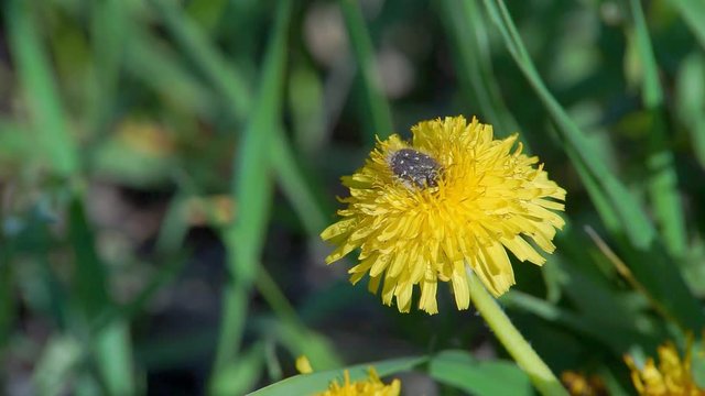 May Beetle on the Yellow Flower maybug beetle on yellow dandelion flower