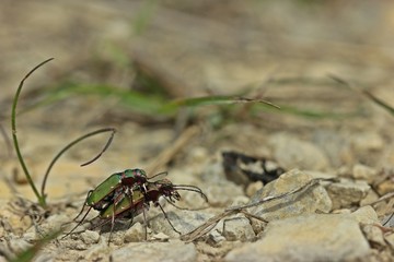 Feldsandläufer (Cicindela campestris) bei der Paarung
