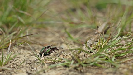 Feldsandläufer (Cicindela campestris) bei der Paarung
