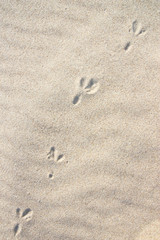 Bird's footprints at yellow sand seaside daytime