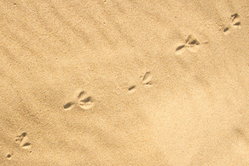 Fototapeta na wymiar Diagonal bird footprints at yellow sand seaside daytime