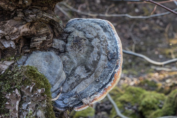 Parasite fungus growing on a tree trunk