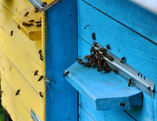 The bees from nectar and pollen flies to the beehive cell