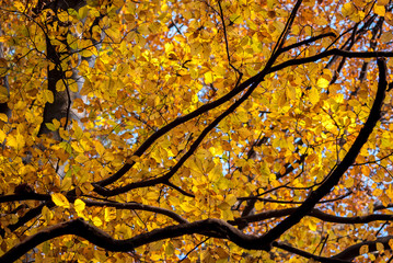 Yellow leaves on a tree