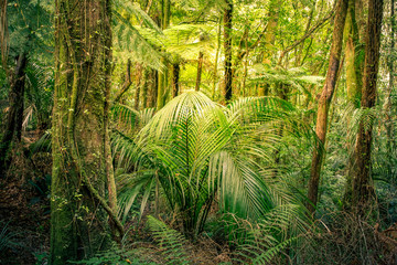 Fototapeta premium Jungle forest