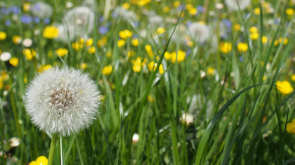 One simple dandelion in a bild field with butter cups