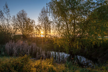 Morning sun behind the trees