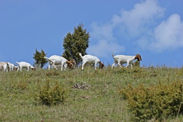 Weidende Burenziegen auf Kalkmagerrasen am Dörnberg