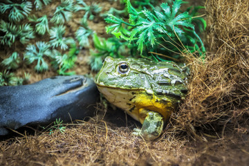 green frog in terrarium in the resort Vinpearl