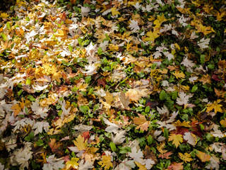Autumn color leaves