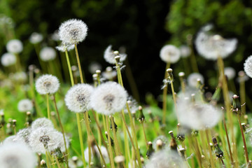 Dandelions during springtime