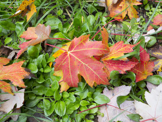 Autumn color leaves