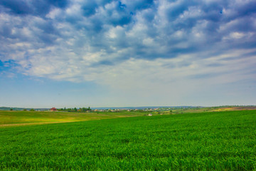 Naklejka premium Field of green rye