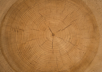 Texture of cross section of the huge tree with cracks