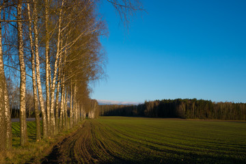The field with young green wheat, line of birches and road at left and forest on background in sunset light, copy space