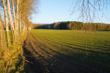 The field with young green wheat, line of birches and road at left and forest on background in sunset light, copy space