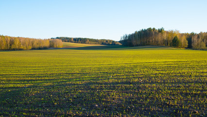 The huge hilly field of green wheat and forest in background, sunset light