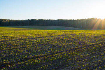 The field with young green wheat and the line of forest on the background in sunset backlit light