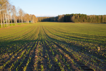The field with young green wheat, line of birches and road at left and forest on background in sunset light