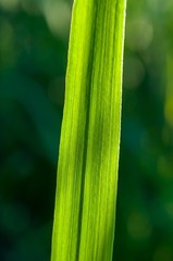 Natural background with green grass blade and blurred background. Vertical photo