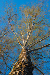 The birch trunk in the blue sky illuminated by sunset light