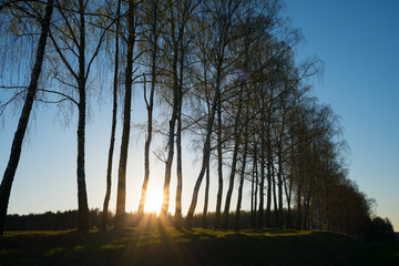 Sunset sun shines through the line of birches