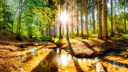 Gardinen Sonnenuntergang in einem Wald mit Bach © Günter Albers
