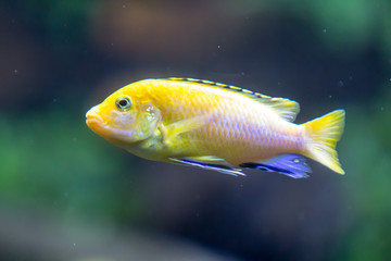 Fototapeta premium Aquarium fish