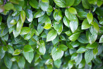 Leaves of young tea. A young green shoot with dew drops, in sunny weather. Aromatic freshness