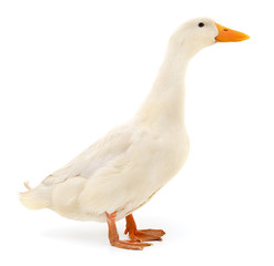 Duck on white.