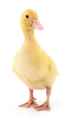 One yellow duckling.
