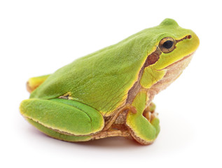 Green frog isolated.