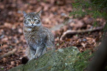 Image of a Wildcat (Felis silvestris) in Germany © vaclavkrizek