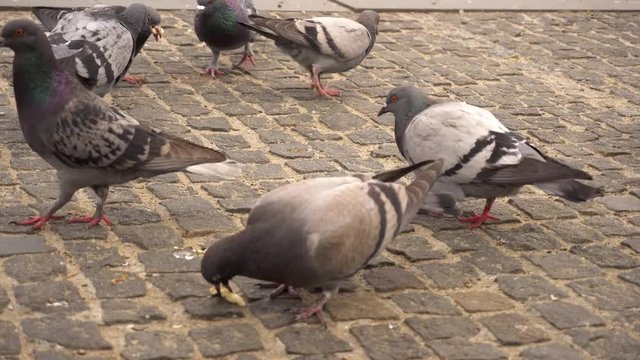 hungry pigeons eating bread in the city street