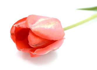 Red tulip isolated on white background